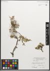Foto von Salix retusa L.